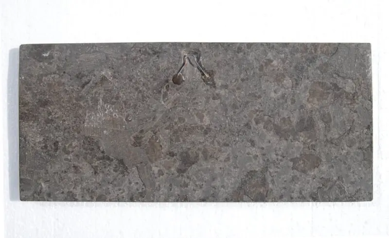 Pachycormus bollensis_Holzmaden_01d