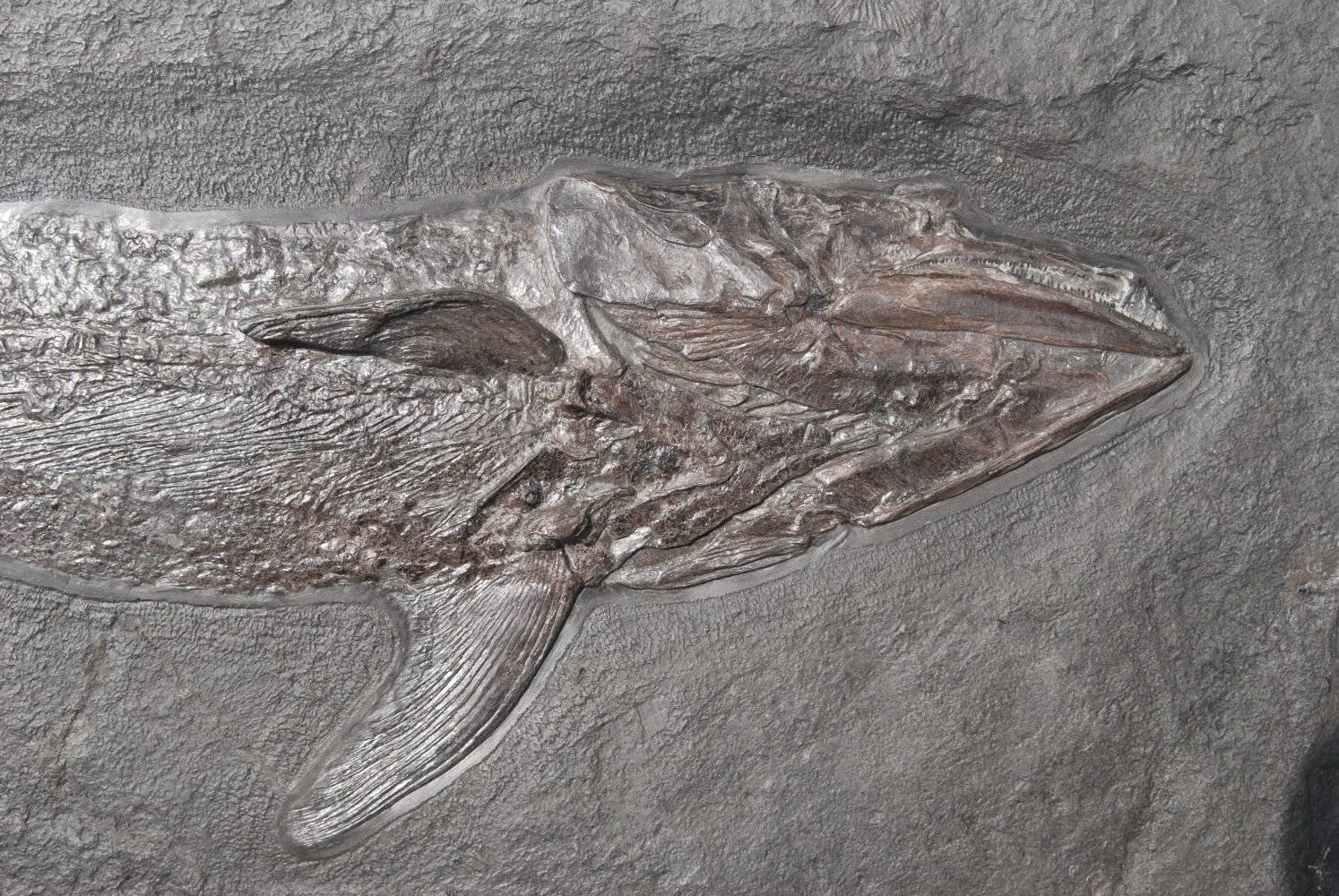 Pachycormus_Holzmaden_01c