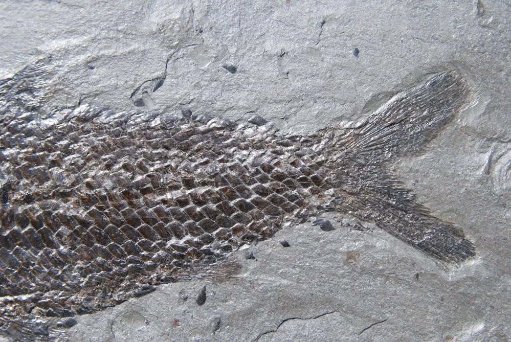 Pholidophorus bechei_Holzmaden_01c