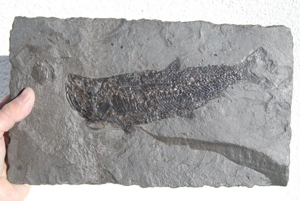 Pholidophorus bechei_Holzmaden_01a