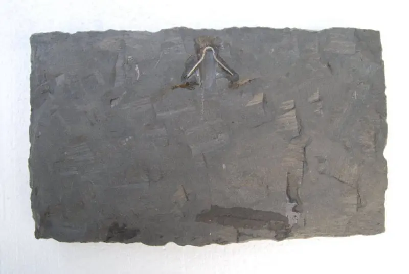 Pholidophorus bechei_Holzmaden_01d