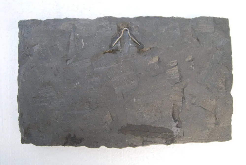 Pholidophorus bechei_Holzmaden_01d