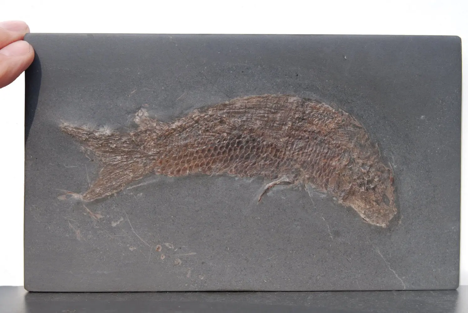 Pholidophorus bechei_Holzmaden_02a