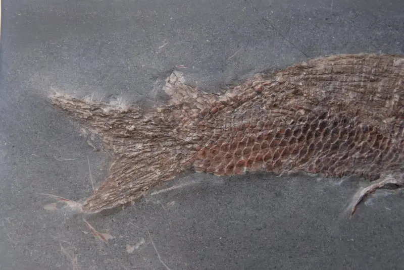 Pholidophorus bechei_Holzmaden_02b