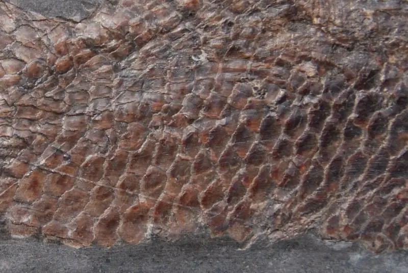 Pholidophorus bechei_Holzmaden_02d