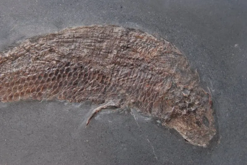 Pholidophorus bechei_Holzmaden_02c