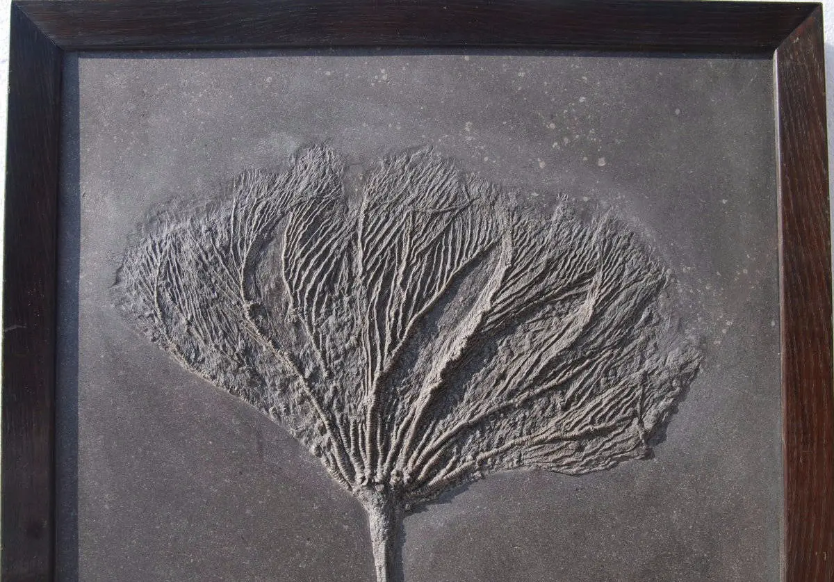 Holzmaden_Crinoid_Seirocrinus_06a