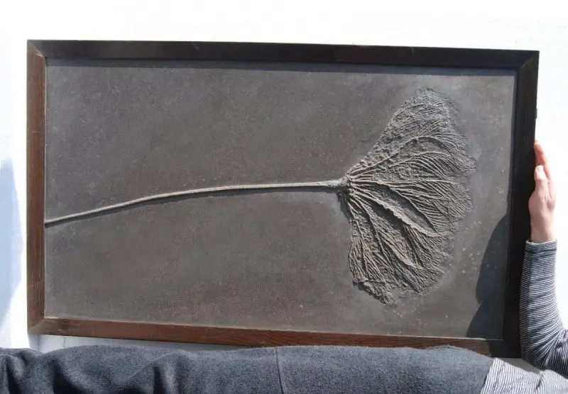 Holzmaden_Crinoid_Seirocrinus_06b