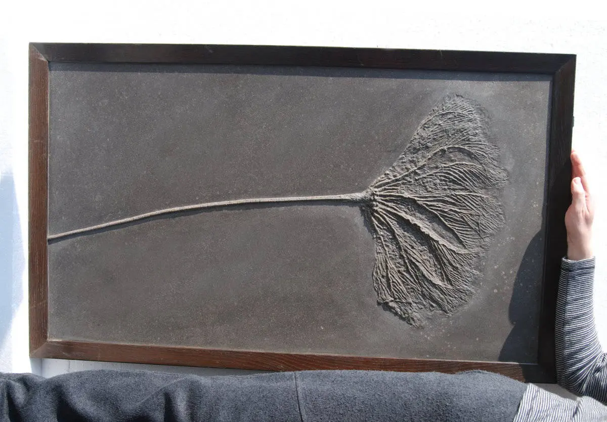 Holzmaden_Crinoid_Seirocrinus_06b