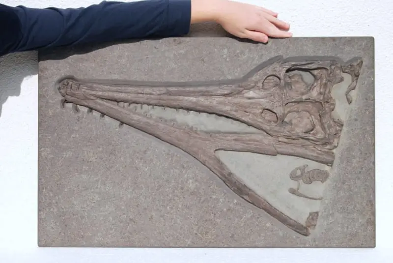 Steneosaurus_Holzmaden_01a