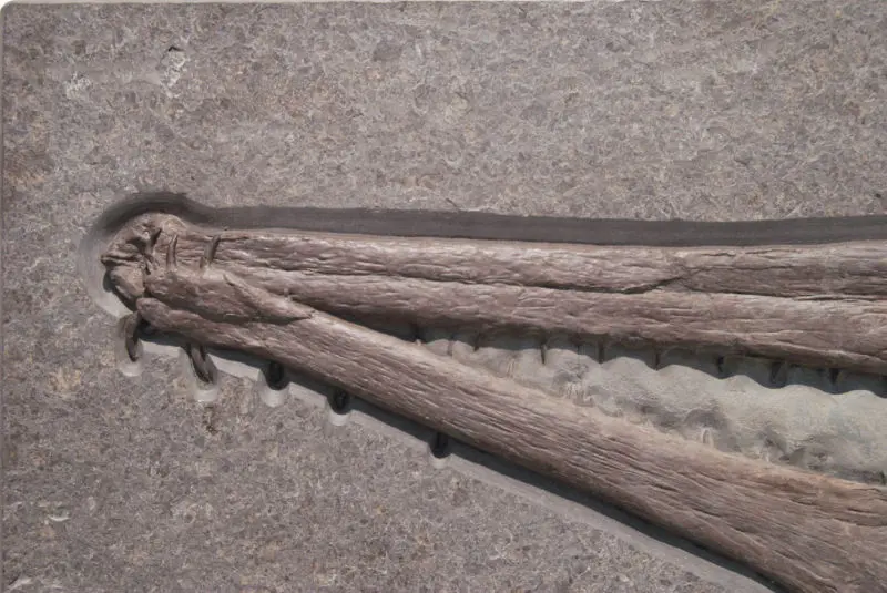 Steneosaurus_Holzmaden_01b