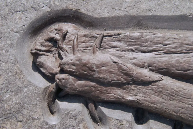 Steneosaurus_Holzmaden_0f