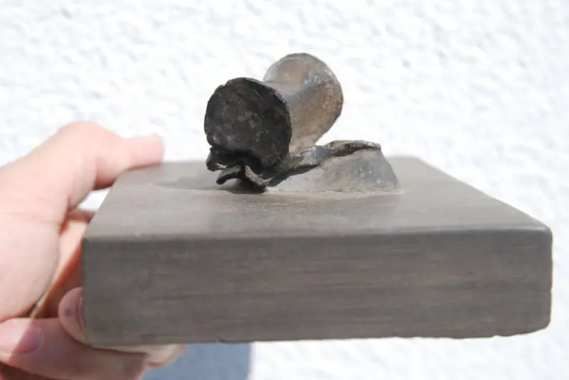 Steneosaurus_Holzmaden_02d